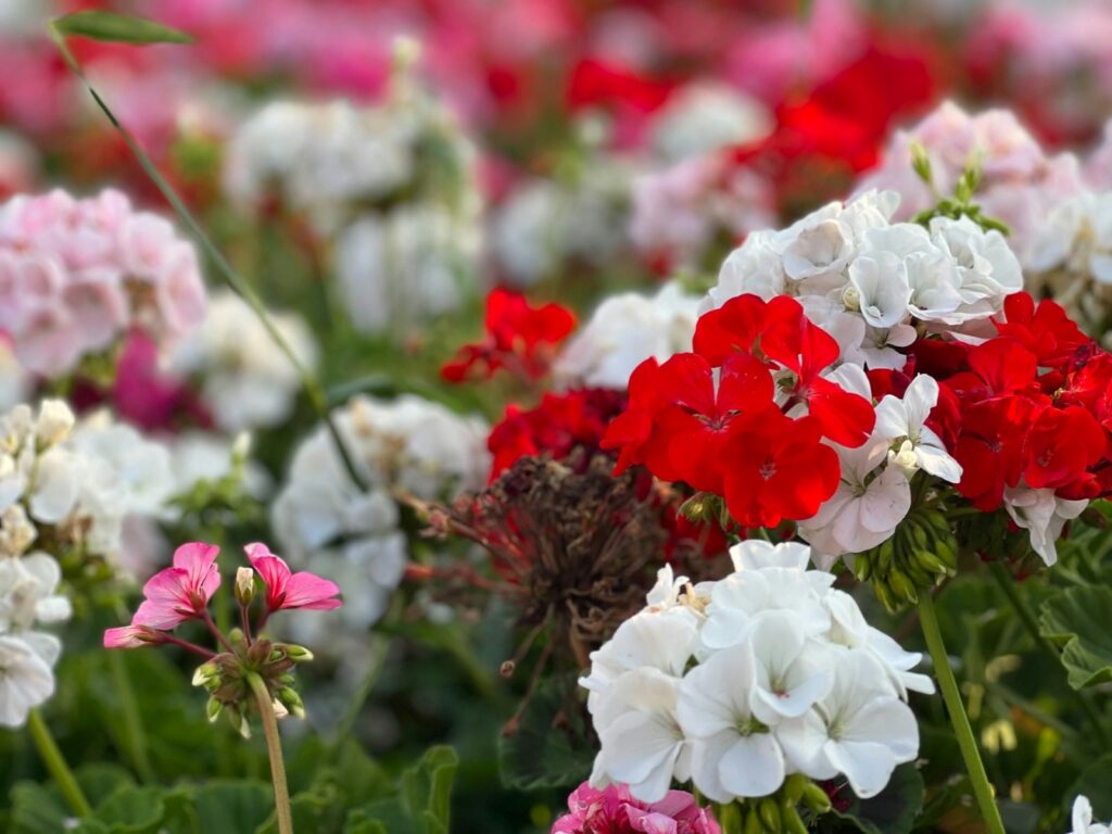 jak przycinać geranium