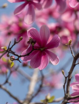 kiedy przesadzić magnolie