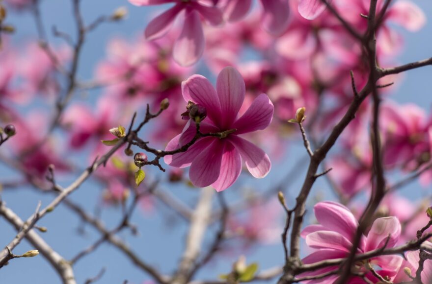 kiedy przesadzić magnolie