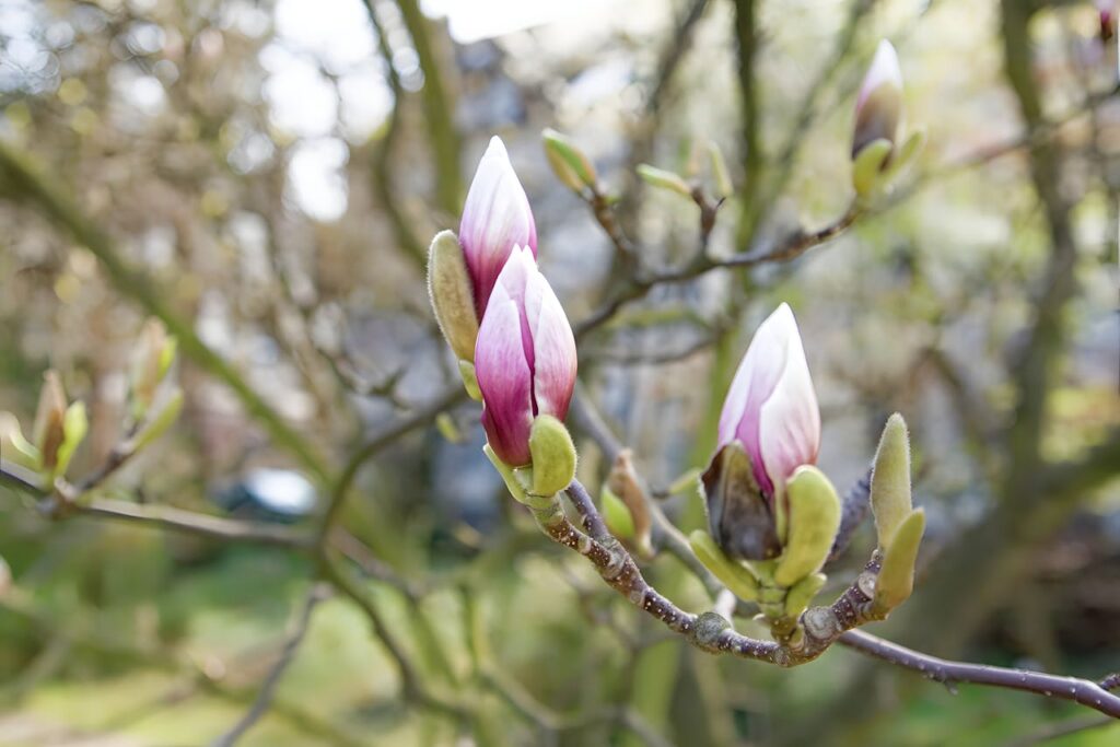 kiedy przesadzić magnolie - wiosną