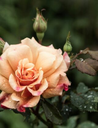 Jak rozpoznać dzikie pędy róży