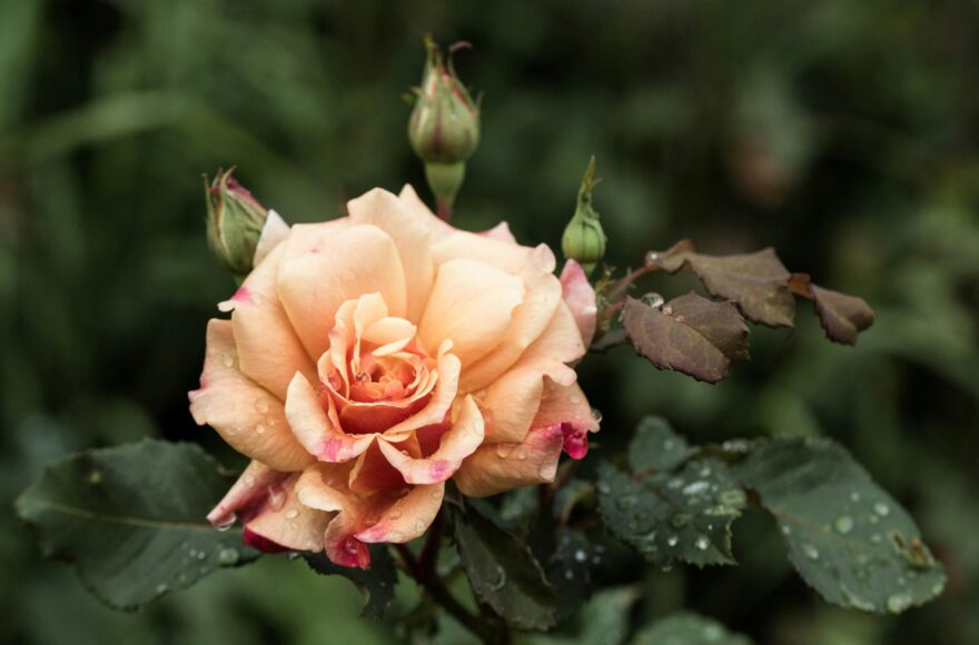 Jak rozpoznać dzikie pędy róży