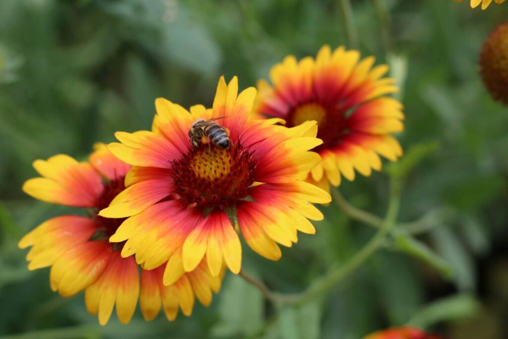 Gaillardia
