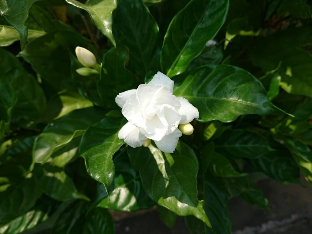 rośliny na G - gardenia