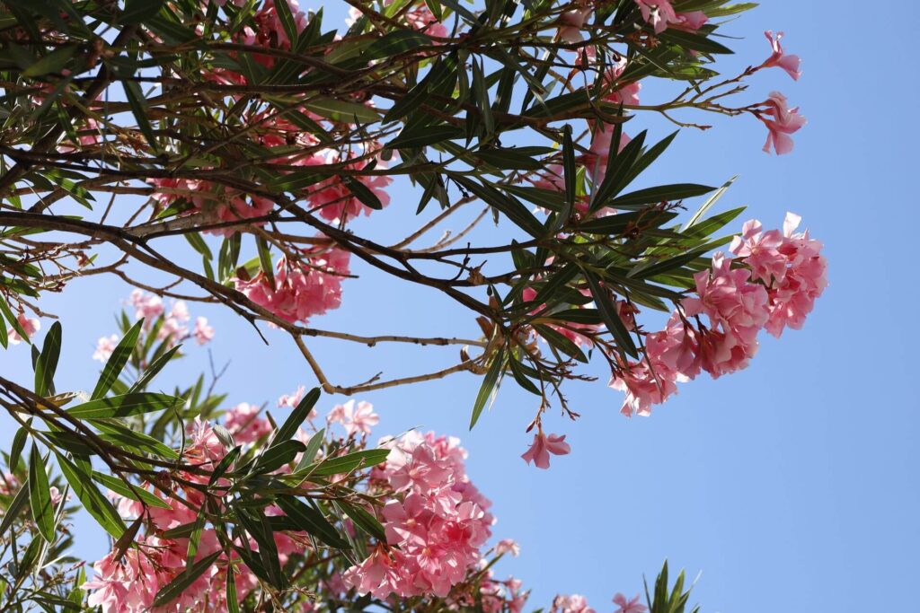 roślina na o - Oleander