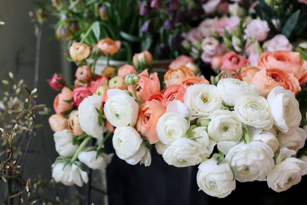 Rośliny na e - eustoma